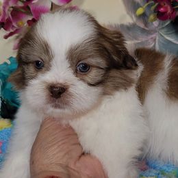 Twinkle Boy 2 - White male Shih Tzu puppy in Buda, Texas from Vickie's Shih Tzus