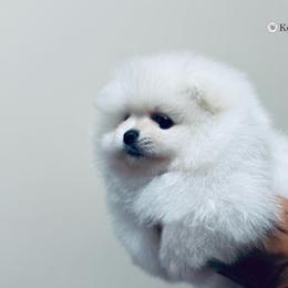 Chanel - White female Pomeranian puppy in Charlotte, North Carolina from Kouture Pomeranians