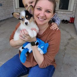 American Corgi and Pembroke Welsh Corgi Puppies from Rainbow Corgis