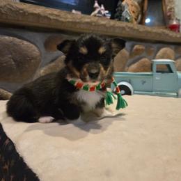 Boy 1 - Black and tan male Pembroke Welsh Corgi puppy in Necedah, Wisconsin from The 6Ks Paws and Hobbies