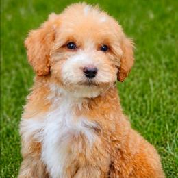 Trigger - Apricot male Australian Labradoodle puppy in Connersville, Indiana from Dessie's Doodles