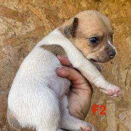 Female 2 - Red white and sable female Rat Terrier puppy in Burnet, Texas from Burton's Rat Terriers