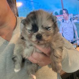 Murph - Blue merle female Pomeranian puppy in Zavalla, Texas from Precious Puff Poms