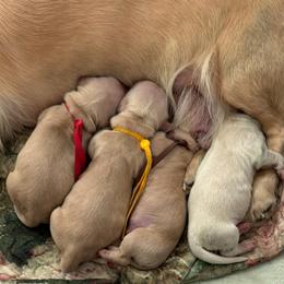 Red collar - Cream male Dachshund puppy in Pace, Florida from Shoebox Doxie’s