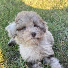 Pepper - Poodle