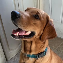 Amber - Labrador Retriever