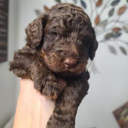 Blue Collar - Phantom male Poodle puppy in Colorado Springs, Colorado from Silly's Standard Poodles