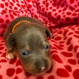 Apollo - White black and tan male Rat Terrier puppy in Molalla, Oregon from The Puppy Patch Rat Terriers