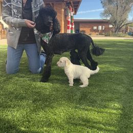 Goldendoodle Puppies from Arizona Doodles
