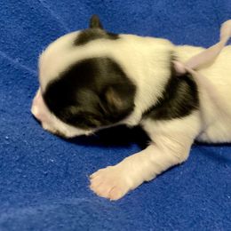 Maltipoo, Morkie, and Yorkipoo Puppies from Danza Bolo