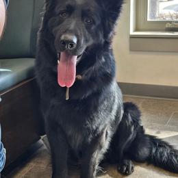 Lycan - German Shepherd