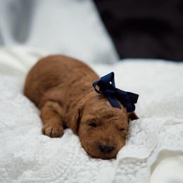 Orange collar girl - Red  female Goldendoodle puppy in Spokane, Washington from Beloved_doodles_WA
