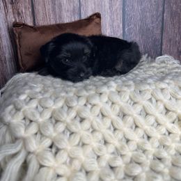River - Black and tan male Yorkshire Terrier puppy in Tulsa, Oklahoma from Conns Cuddly Canines