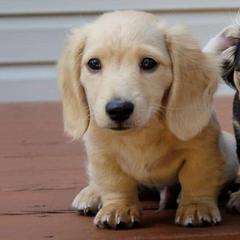 Dachshunds from Stepuppies dachshund