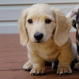 Dachshunds from Stepuppies dachshund