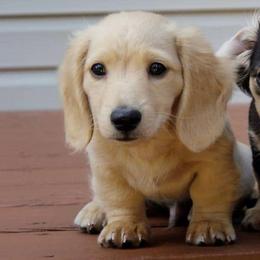 Dachshunds from Stepuppies dachshund