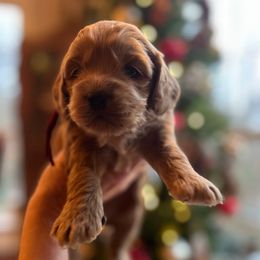 Yule - Buff male Cockapoo puppy in Alexandria, Alabama from Bright and Beautiful Cockapoos and Doodles