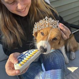 Pembroke Welsh Corgi Puppies from Trowbridge Corgis