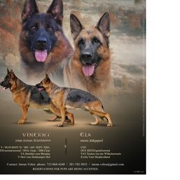 German Shepherds from Vehra German Shepherds