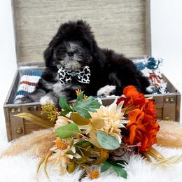 Belle - Black and white female Bernedoodle puppy in Statesville, North Carolina from Doodle Babies