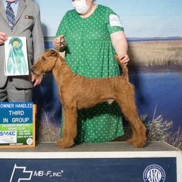 Wilbur - Irish Terrier