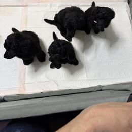 Poodle Puppies from Risa Poodles
