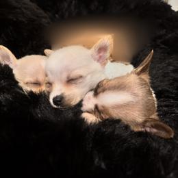 Chihuahua Puppies from Northwest Paws