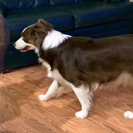 Sizzle - Australian Shepherd