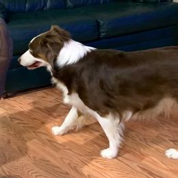 Sizzle - Australian Shepherd