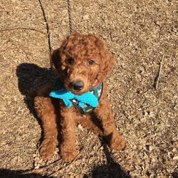 Labradoodle and Poodle Puppies from Yellow Dog Farm