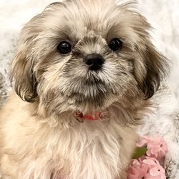Shih Tzu Puppies from Amy’s Awesome Shih Tzus