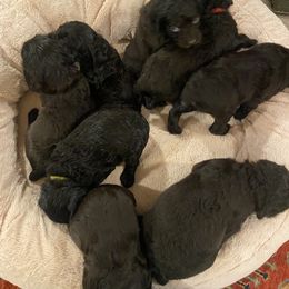 Boykin Spaniel Puppies from Drakes Creek Boykins LLC