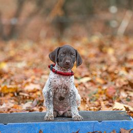 German Shorthaired Pointer and Vizsla Puppies from Nosam Kennels