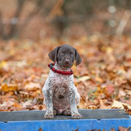 German Shorthaired Pointer and Vizsla Puppies from Nosam Kennels