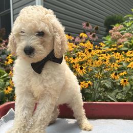 Dean - Apricot male Goldendoodle puppy in Camden, North Carolina from Oopsie Doodles of NC