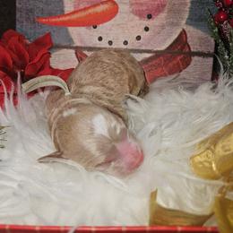 Hera - Red  female Goldendoodle puppy in Boise, Idaho from Goldendoodle Baby