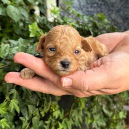 Kai - Red  male Poodle puppy in Wharton, Texas from In the Red Poodles