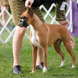 Boxers from JaDor Boxers