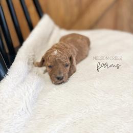 Goldie - Red female Maltipoo puppy in Huntsville, Texas from Nelson Creek Farms