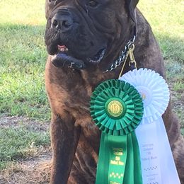 Bullmastiffs and German Shepherds from Boulder Ridge Kennels