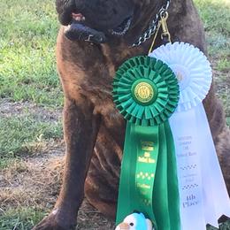 Bullmastiffs and German Shepherds from Boulder Ridge Kennels