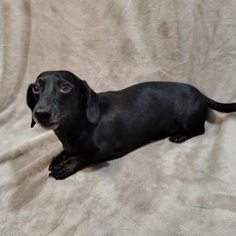 Darth - Dachshund