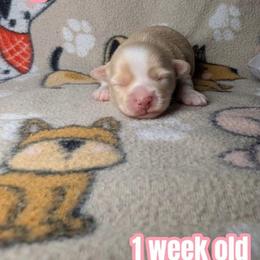 April - Cream female Havanese puppy in Decatur, Alabama from LaBeouf Havanese’s