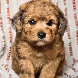 Salem - Sable female Aussiedoodle puppy in Cleveland, Georgia from Jam's Doodles And Poodles