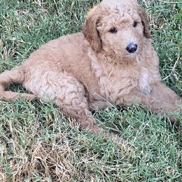 Goldendoodle Puppies from Goldendoodle’s Love