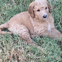 Goldendoodle Puppies from Goldendoodle’s Love