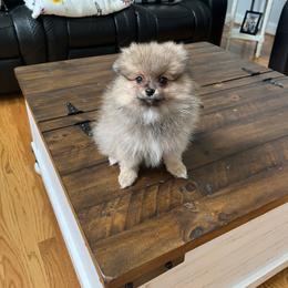 Bear - Tri-colored male Pomeranian puppy in Randleman, North Carolina from Luxurious Poms