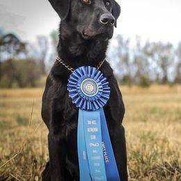 Labrador Retriever Puppies from Holyoke Kennel