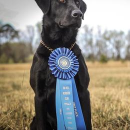Labrador Retriever Puppies from Holyoke Kennel