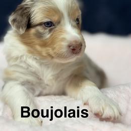 Boujolais - Red merle female Australian Shepherd puppy in Wrightstown, New Jersey from Hartzland Farm Australian Shepherds